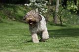 LAGOTTO 030
